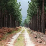 beautiful-gravel-pathway-going-through-tall-trees-forest-leading-mountains