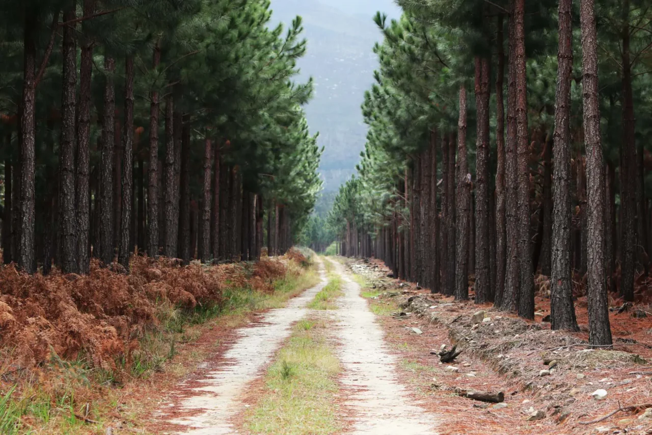 beautiful-gravel-pathway-going-through-tall-trees-forest-leading-mountains beautiful-gravel-pathway-going-through-tall-trees-forest-leading-mountains