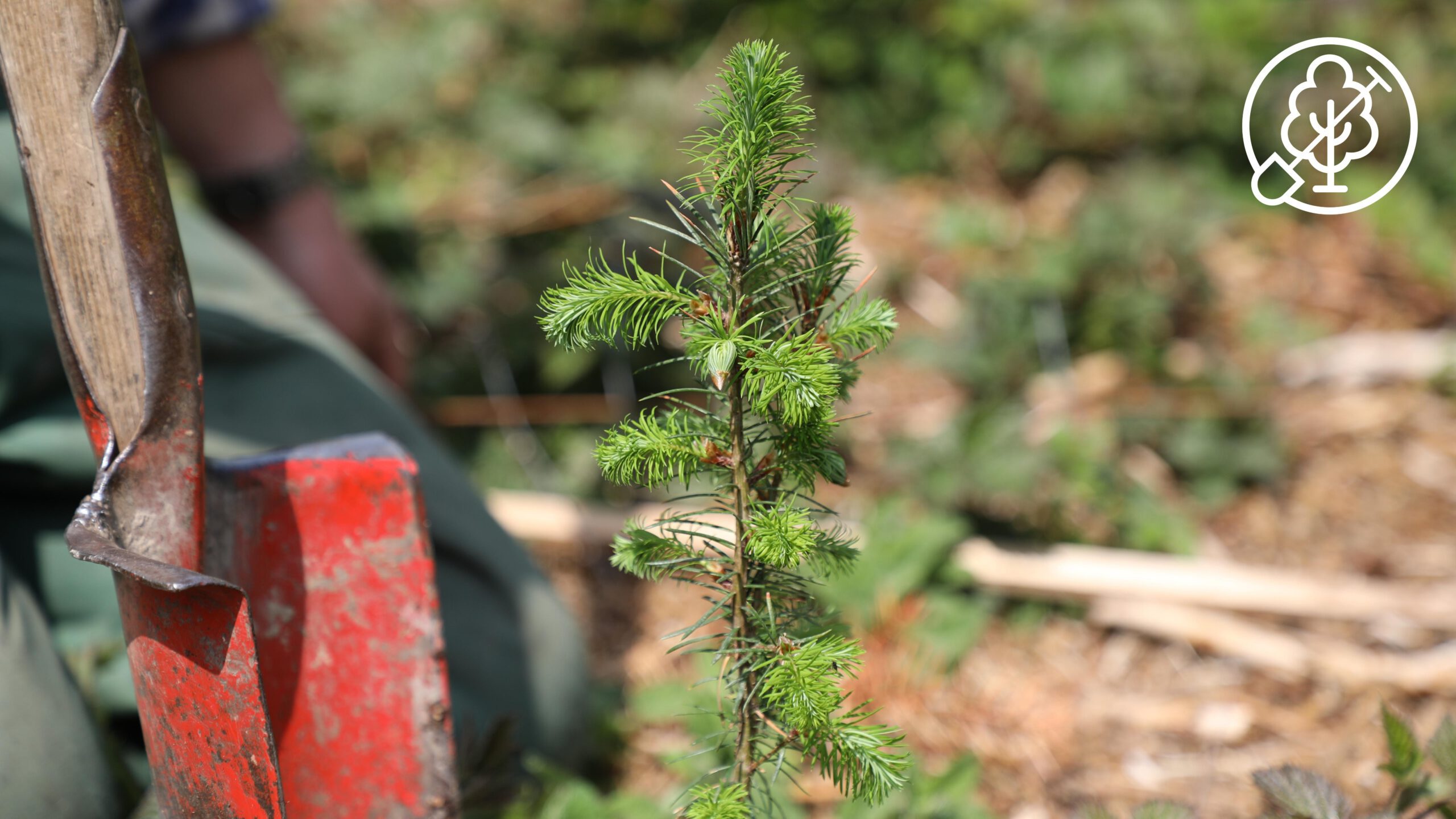 Setzling_Regio Baum